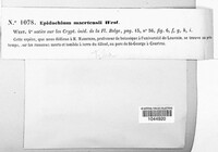 Image Associated With the Occurence